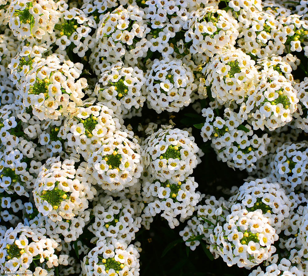 Little Flowers, San Luis Obispo