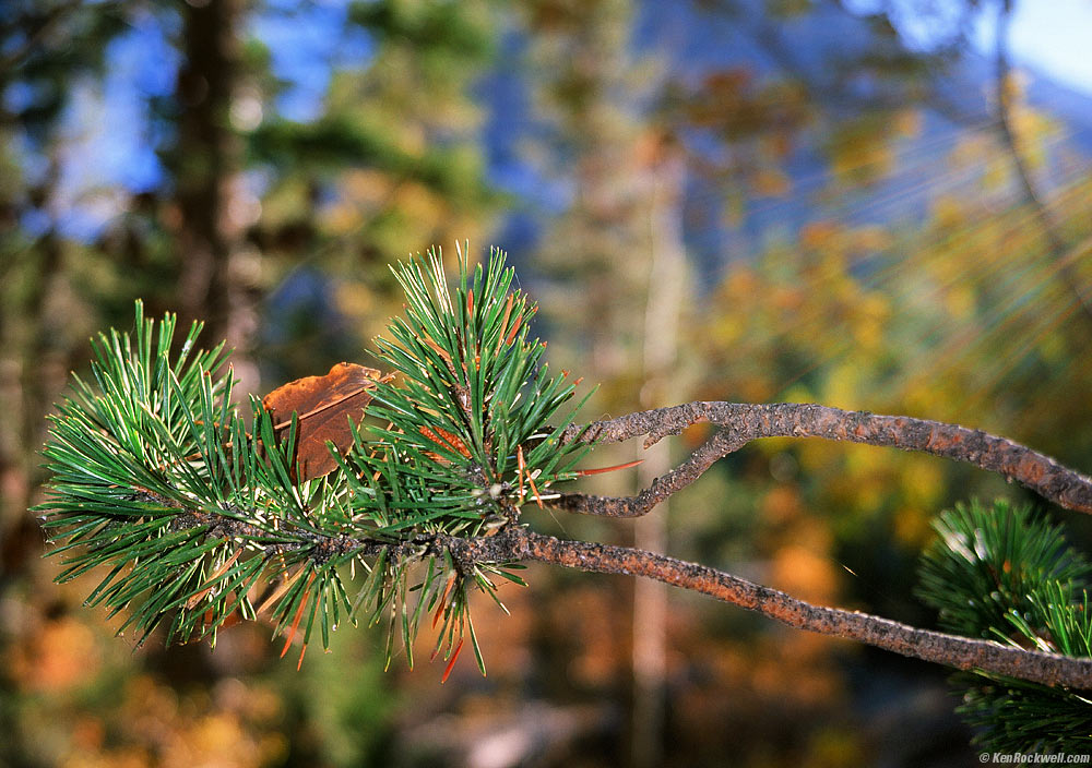 Pine in Sunbeam, Lee Vining Creek