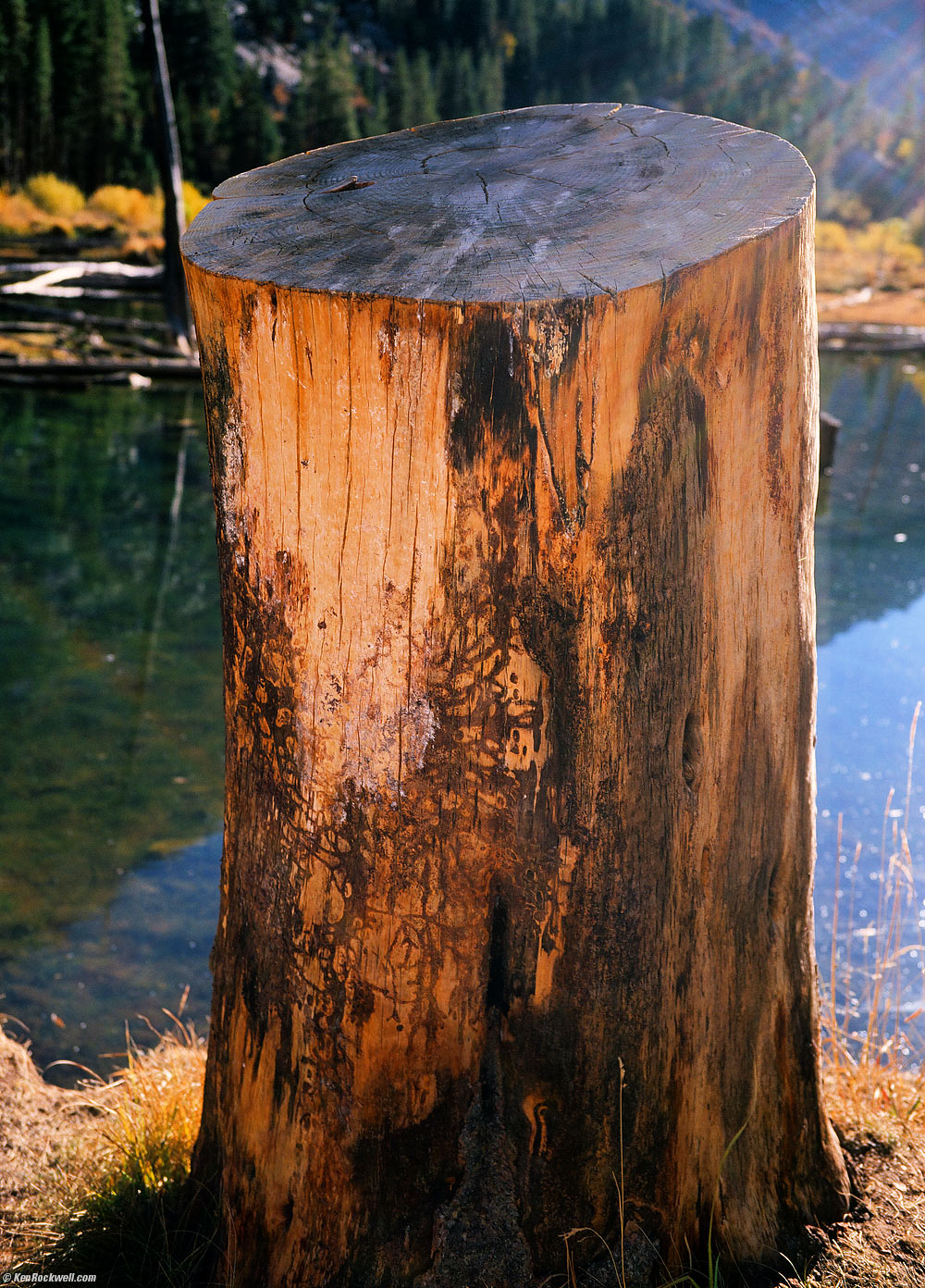 Glowing Stump, Lundy Lake