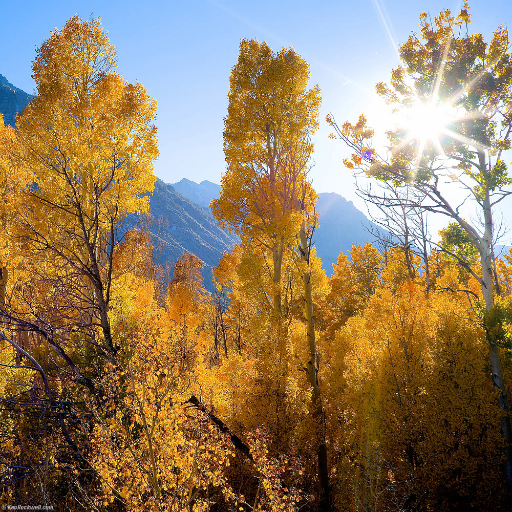 Backlit Fall Aspens with Sunburst