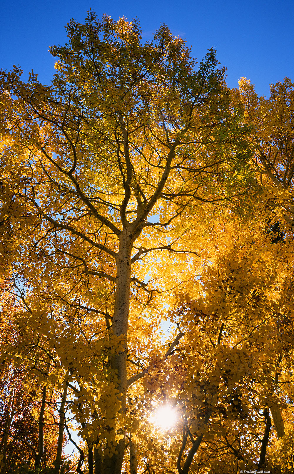 Backlit Trees in Fall Colors with Smiley Sun, Silver Lake