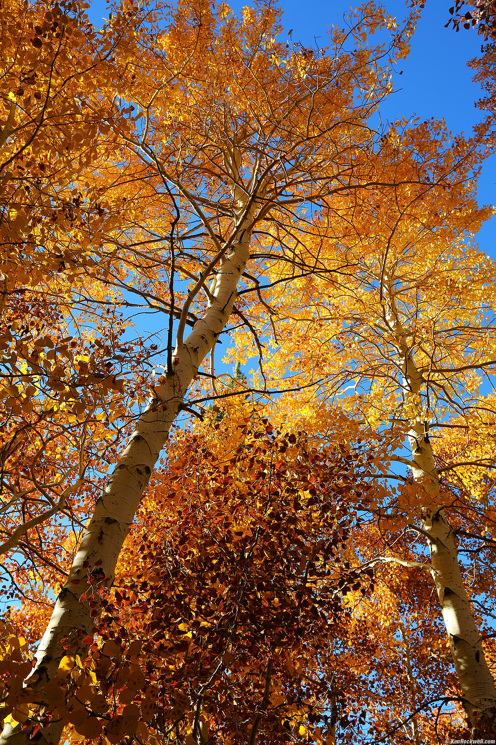 Backlit Trees in Fall Colors, Silver Lake