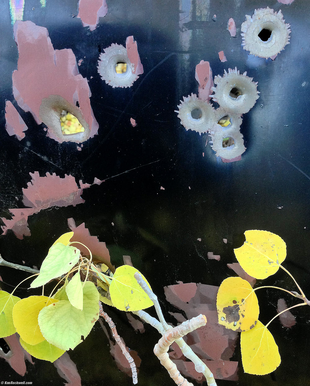 Bullet Holes Behind Aspens, Abandoned Mine