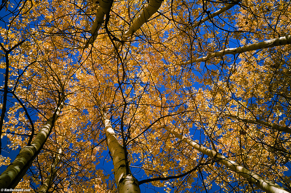 Looking Up Into the Trees Along June Lake Loop