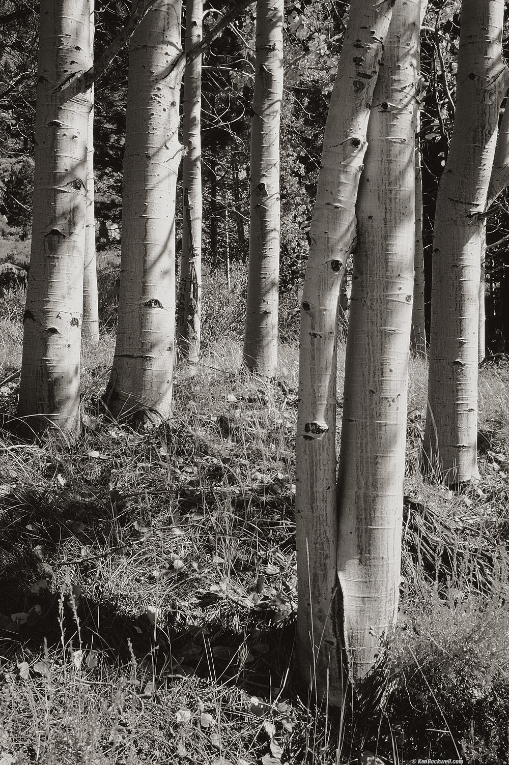 Aspens Along June Lake Loop