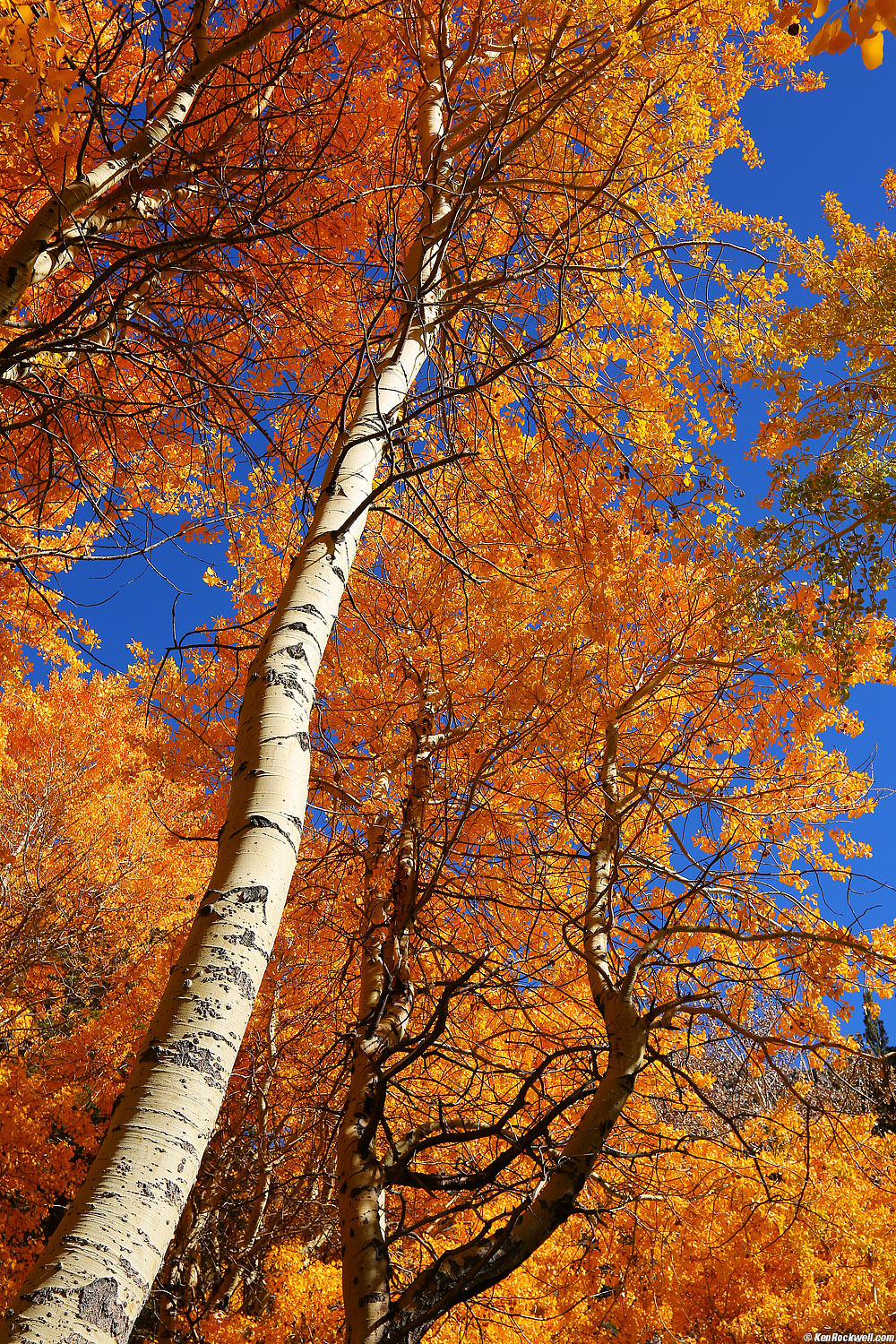 Lynne Bizzarro's flowing red hair