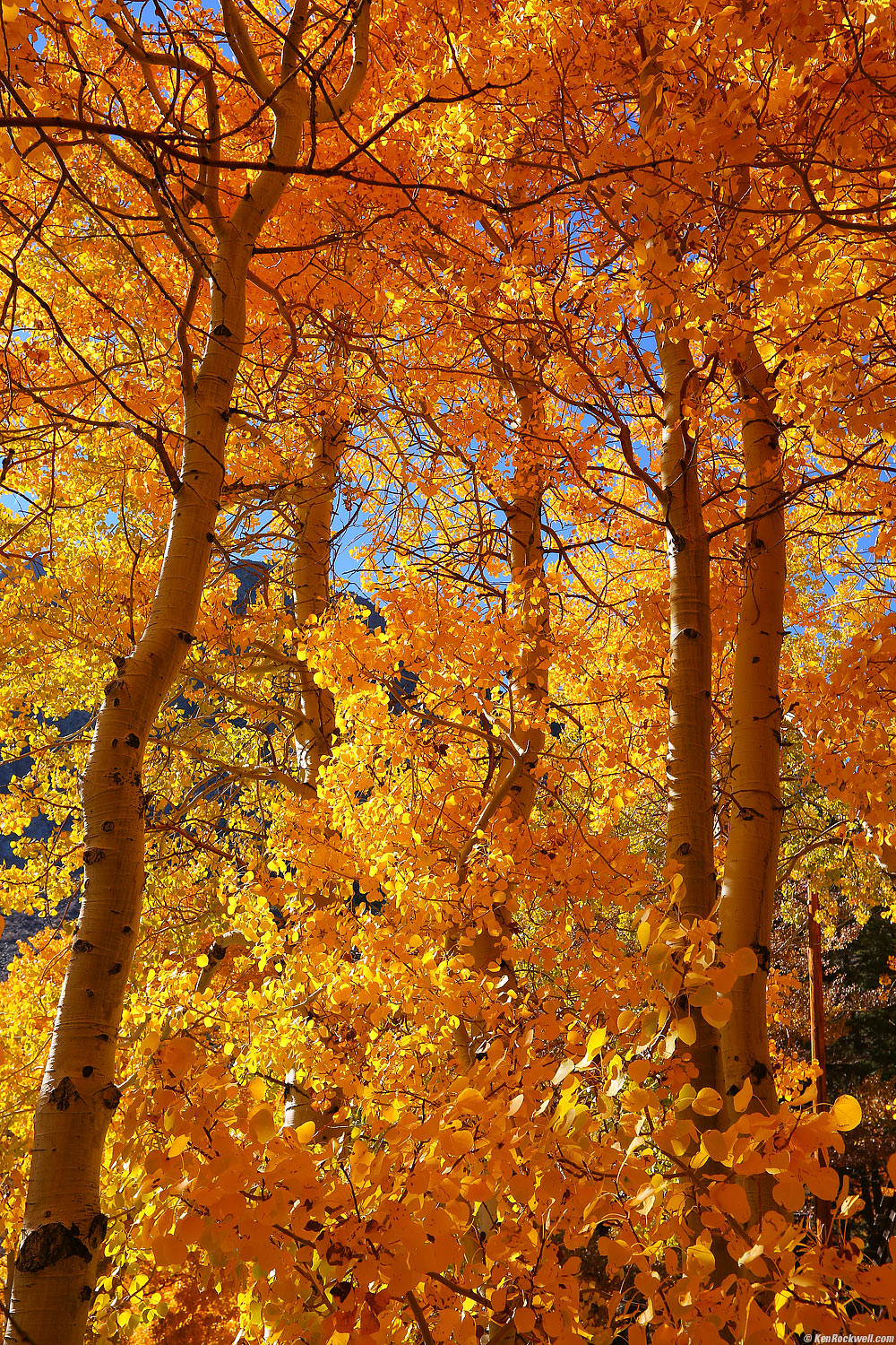 Trees on Fire, Silver Lake