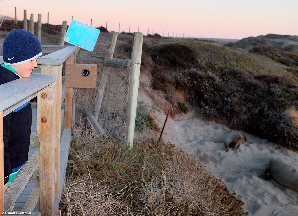 Ryan Checks Out the Elephant Seals, Piedras Blancas