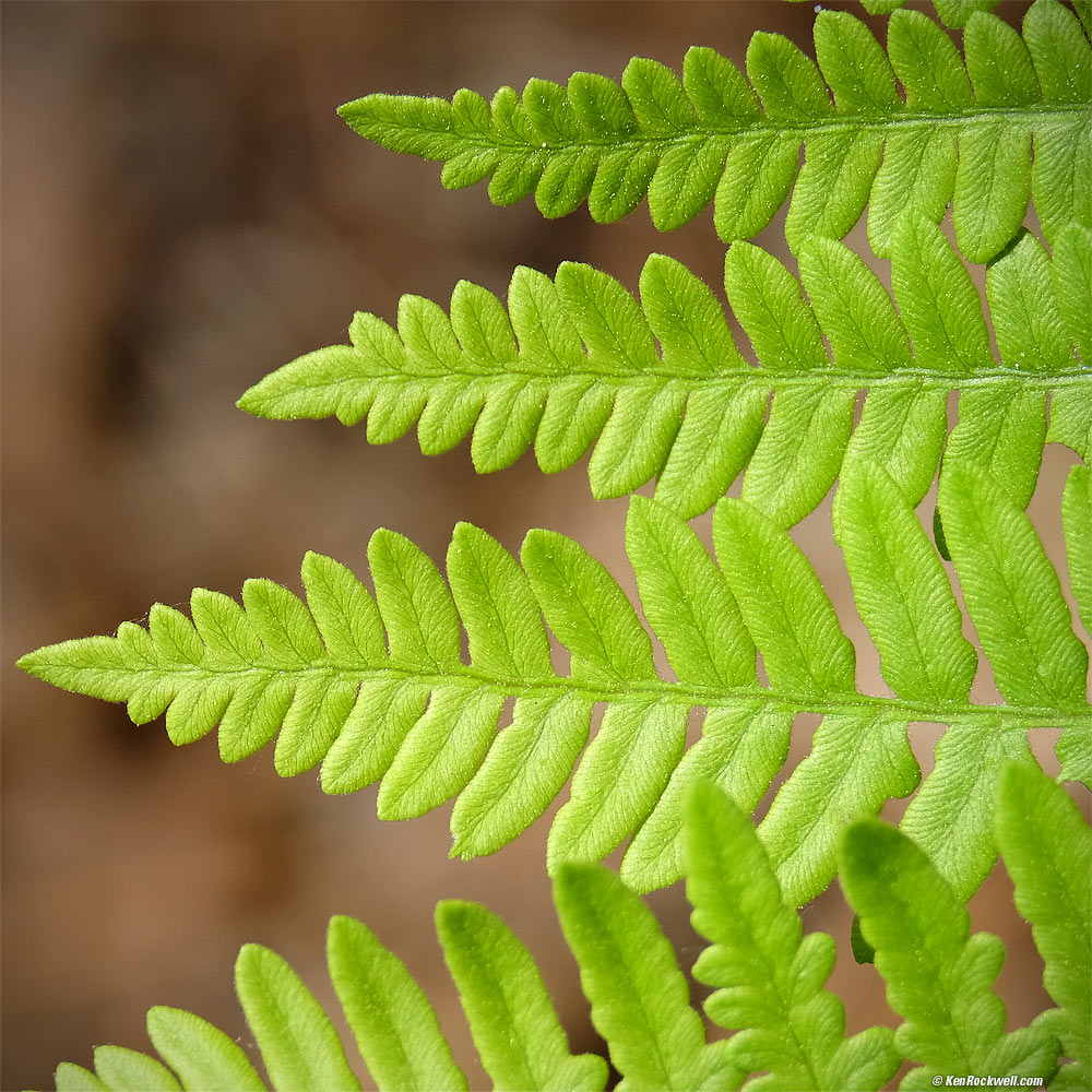 Ferns, Yosemite Valley