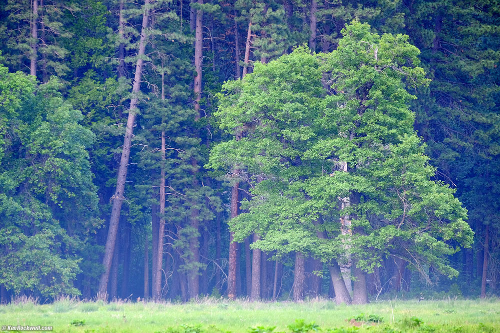 Evening Mist across Stoneman Meadow, Yosemite Valley