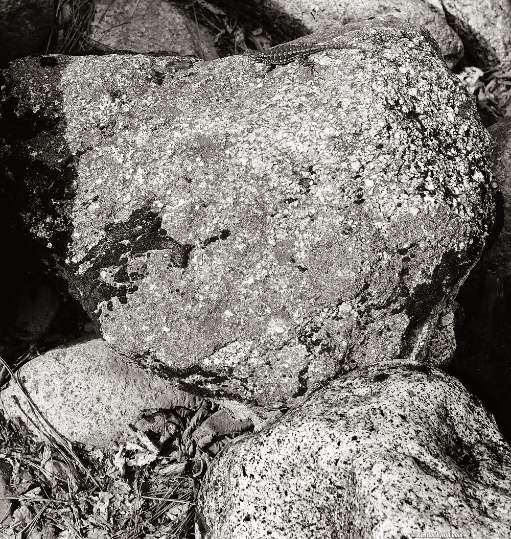 Lizard upon the Stone, South Side of Wawona Bridge, Yosemite National Park