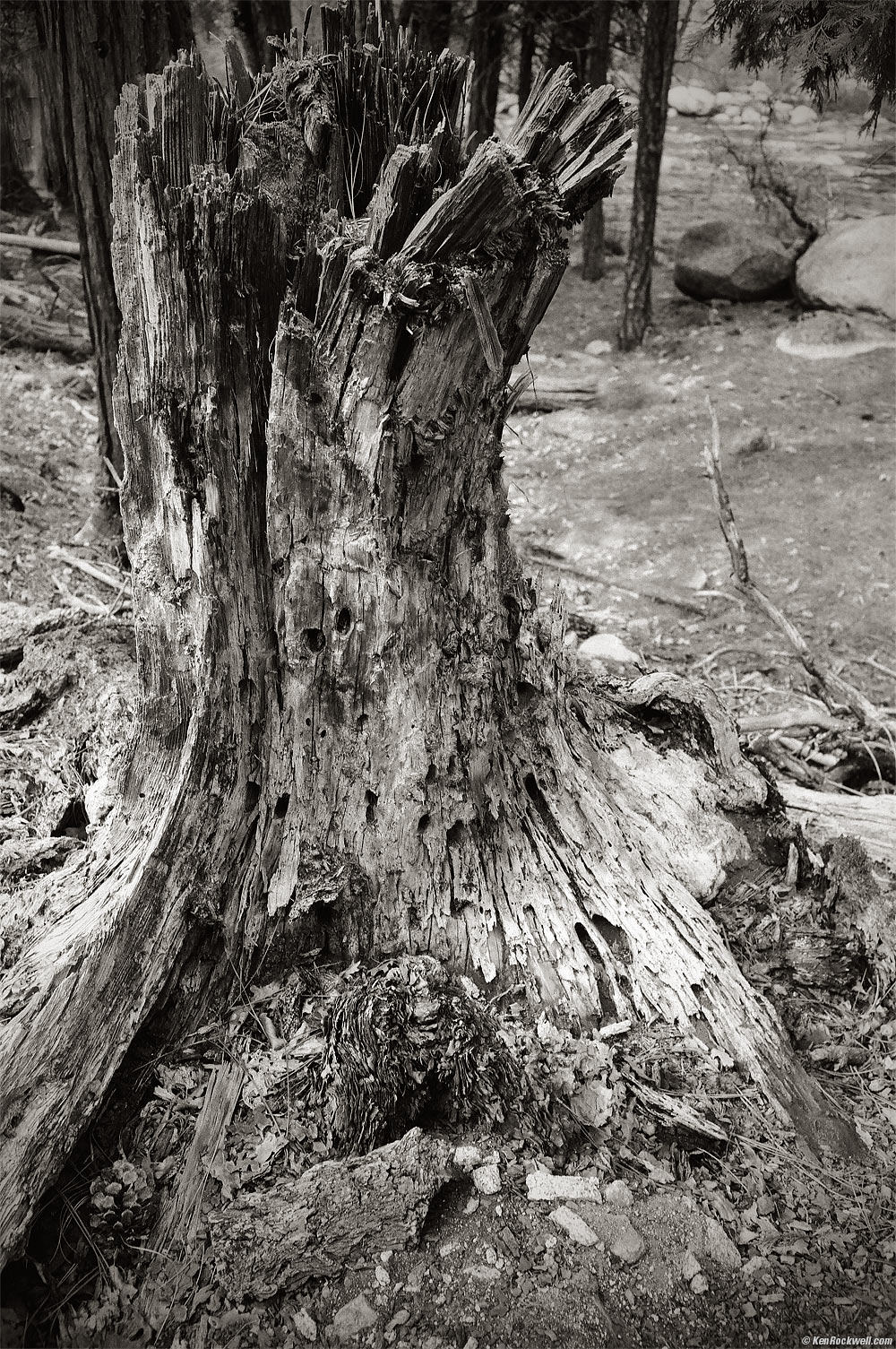 Stump of Fire, Wawona, Yosemite National Park