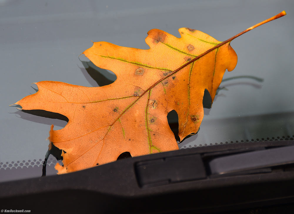 Leaf on Car near Yosemite Lodge at the Falls