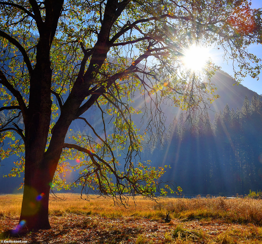 Backlit Tree in Stoneman Meadow at Dawn with Godbeams, Yosemite Valley