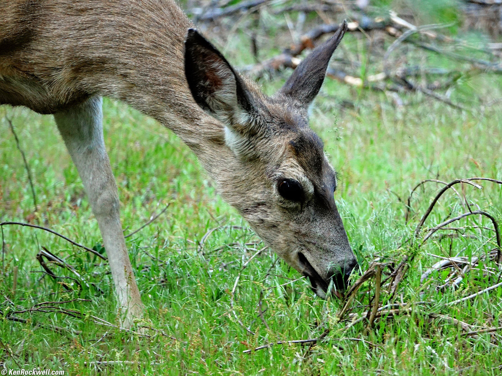 Deer eating