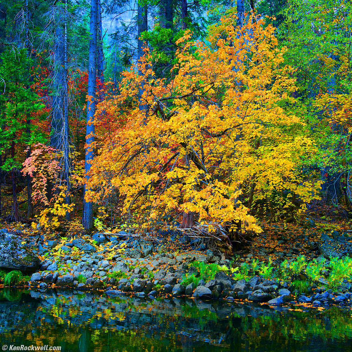 Vivid Yellow Tree by the Merced River, Yosemite Valley