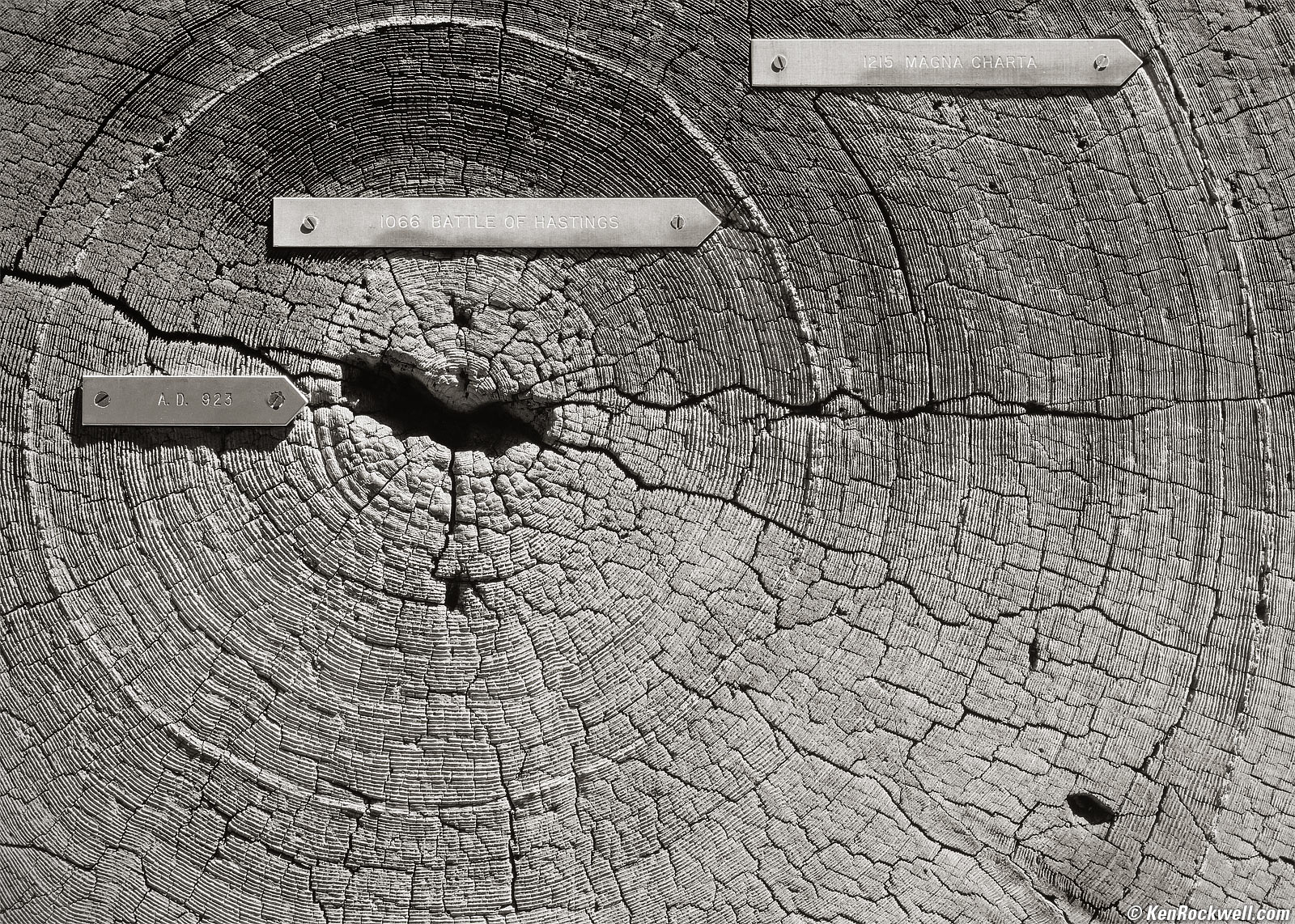 Yosemite Huge Sawn Tree with Growth Rings in Black and White