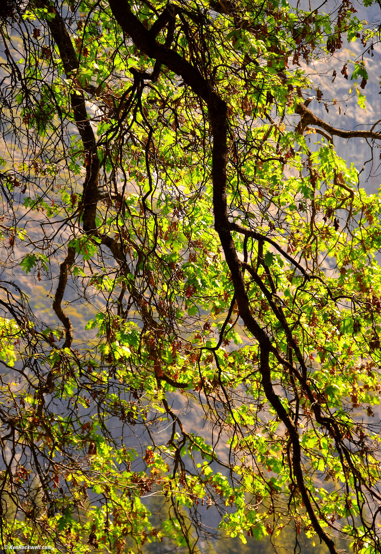 Backlit Spring Leaves
