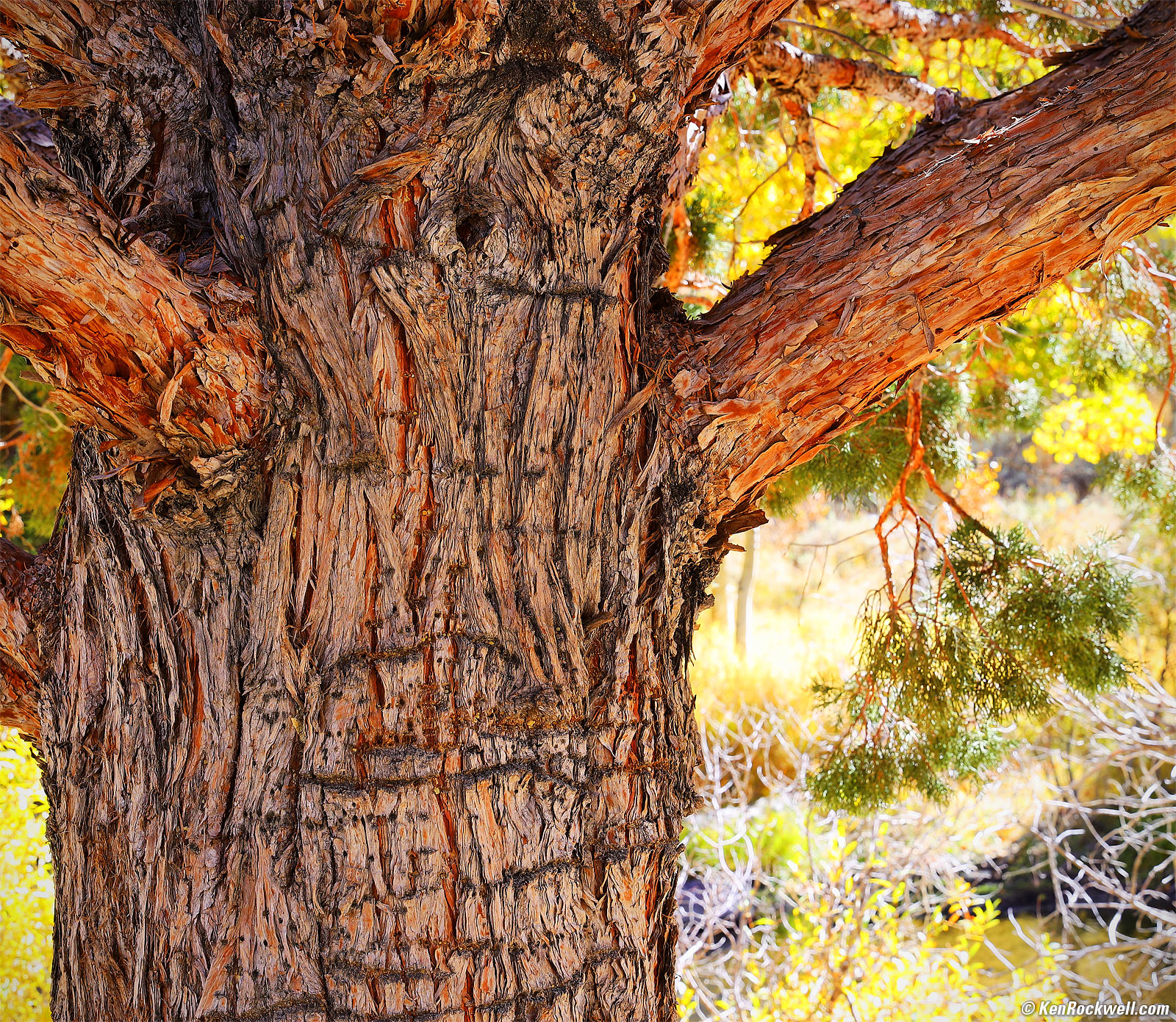 Tree With Arm, Eastern Sierra