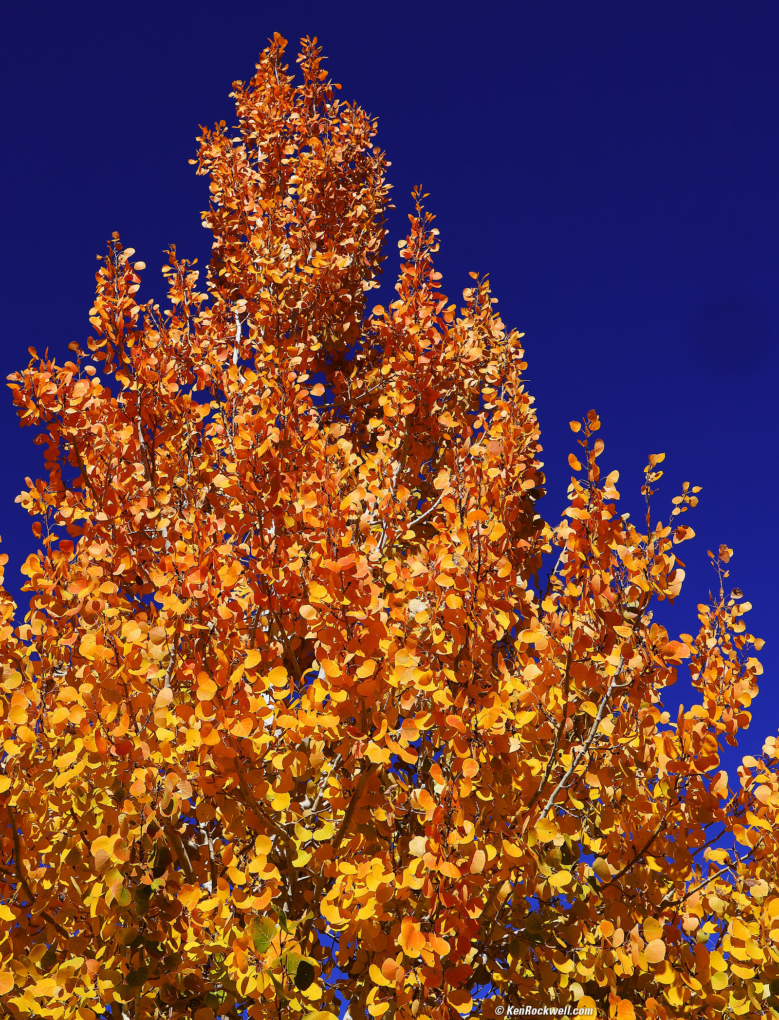 Yellow Aspen Against Deep Blue Sky, Eastern Sierra