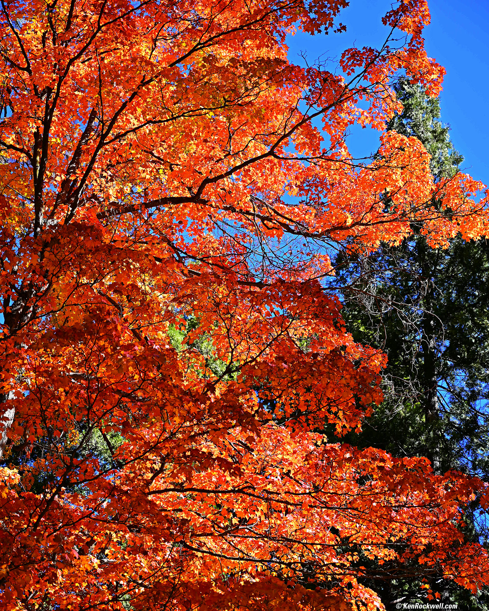 Red Maple, Yosemite Valley