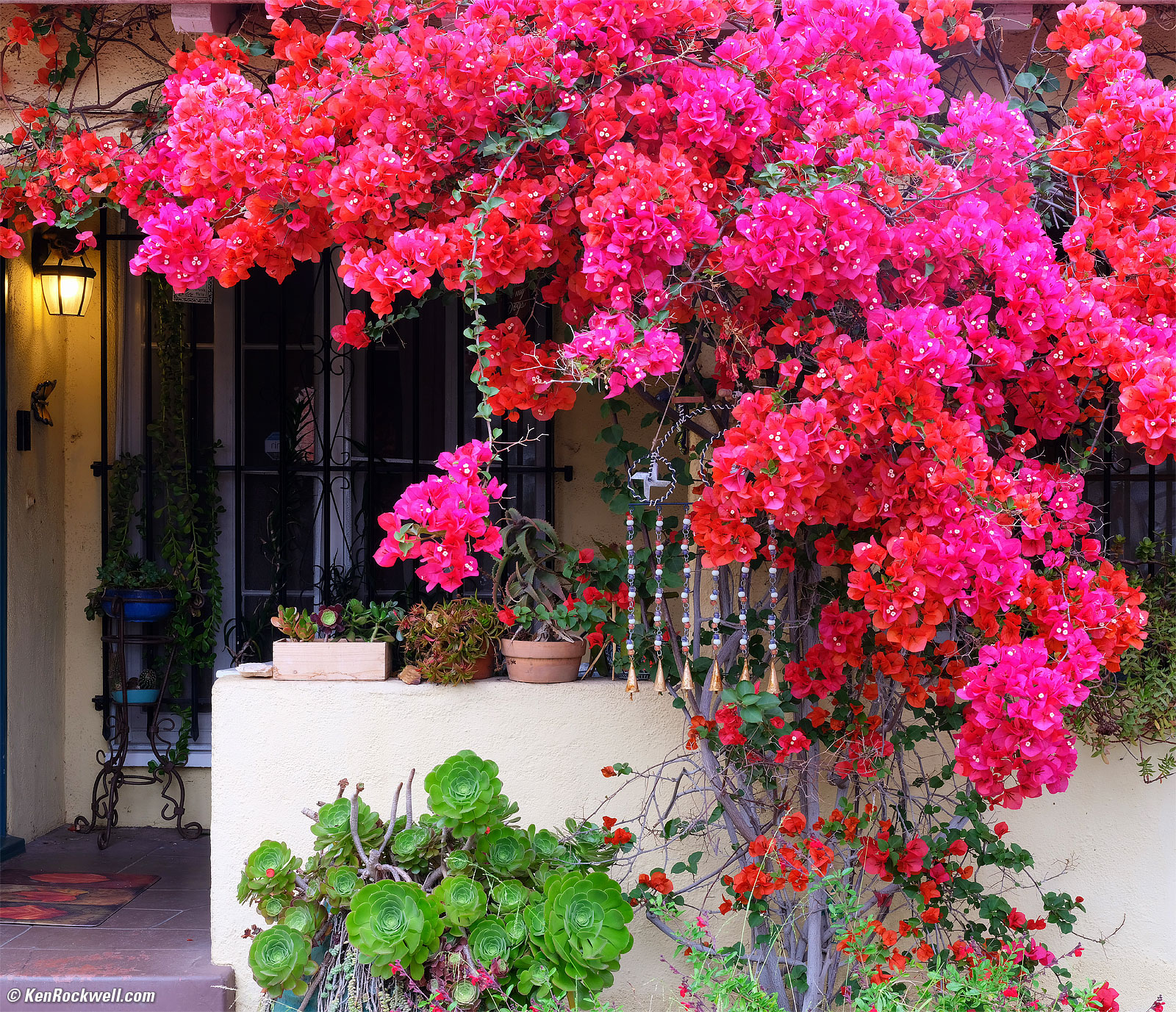 Bougainvillea, Los Angeles