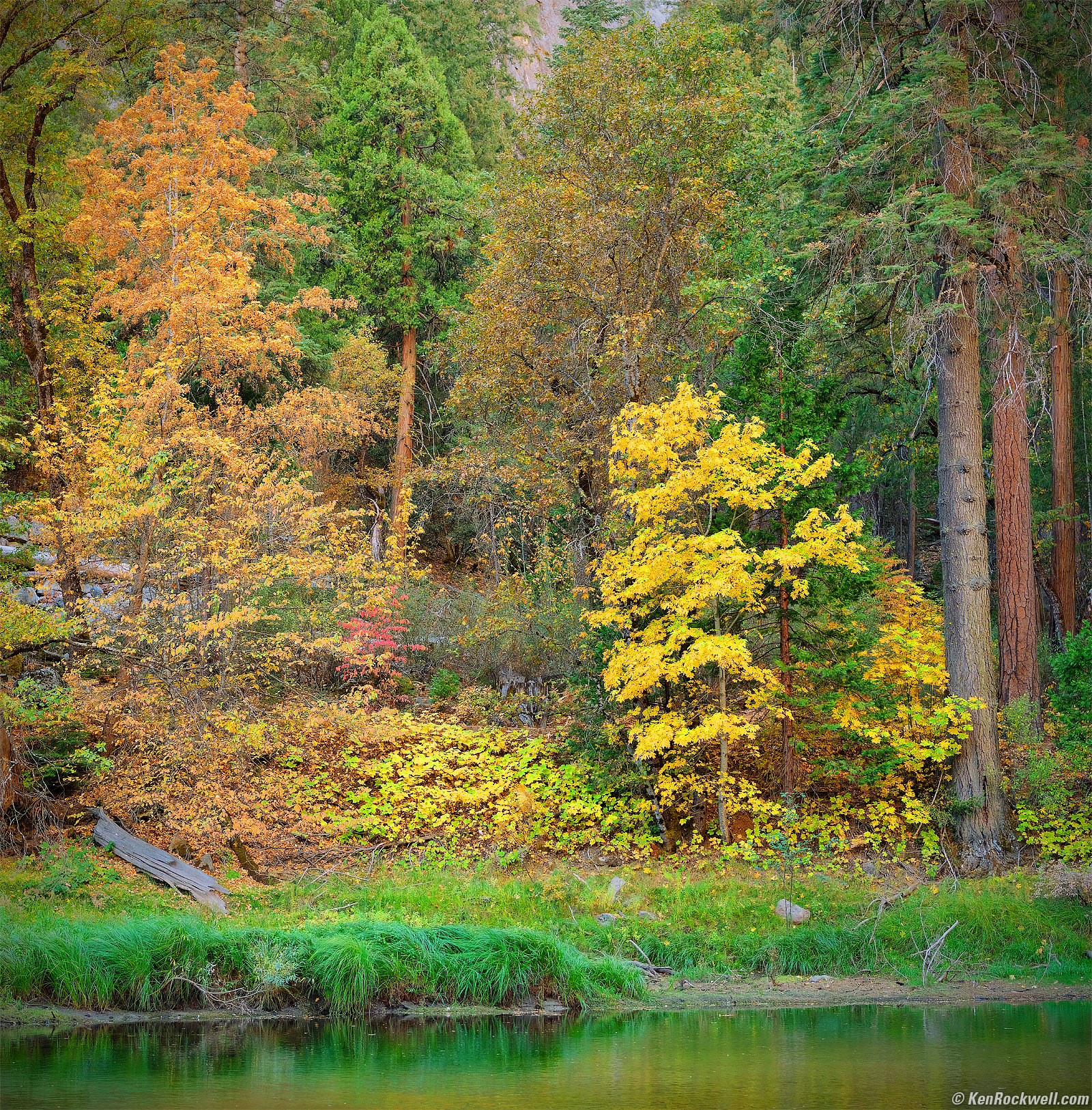 Yellow Tree on the Banks of the Merced River, Yosemite Valley