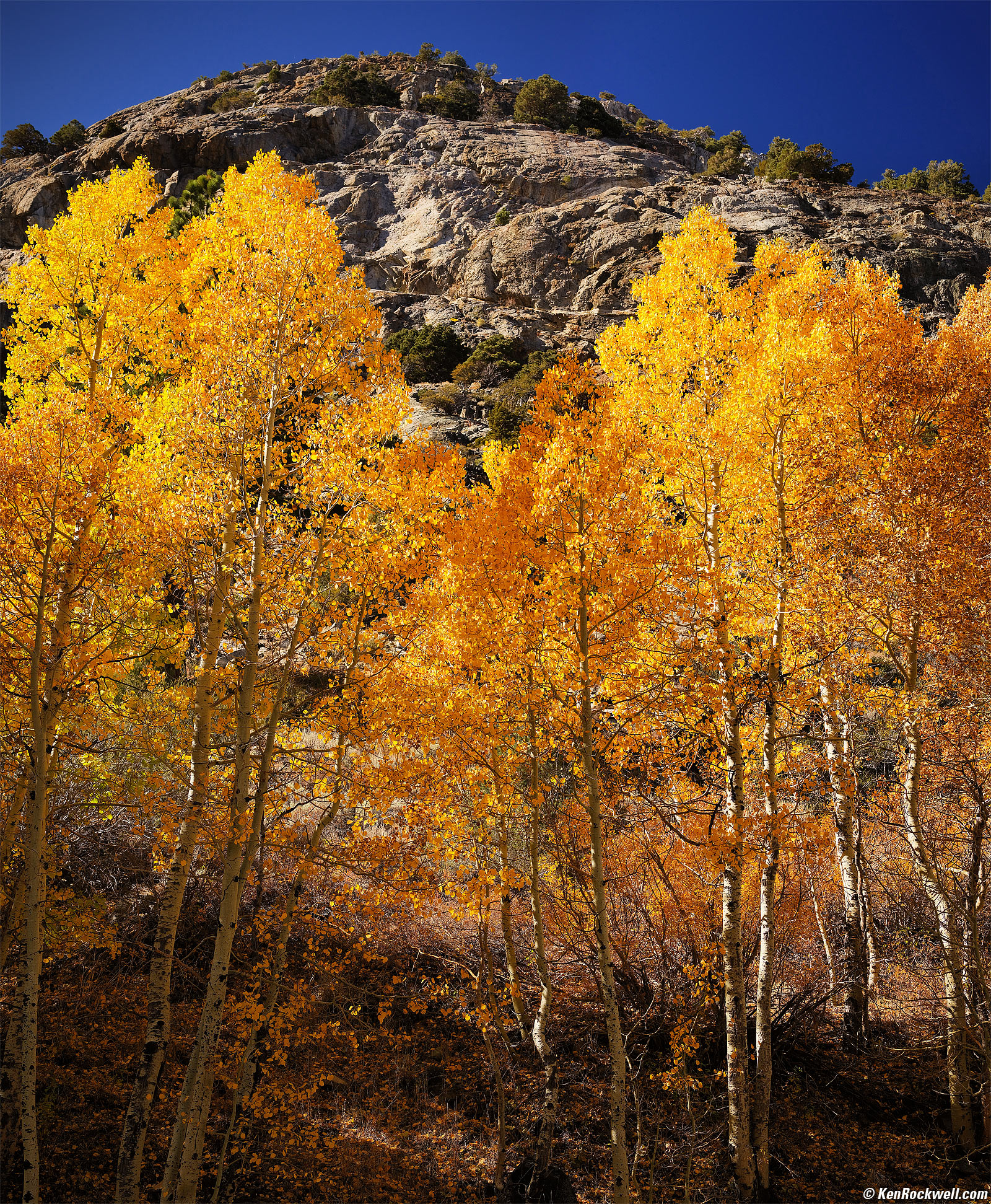 Golden Aspens, Silver Lake, June Lake Loop, California's Eastern Sierra
