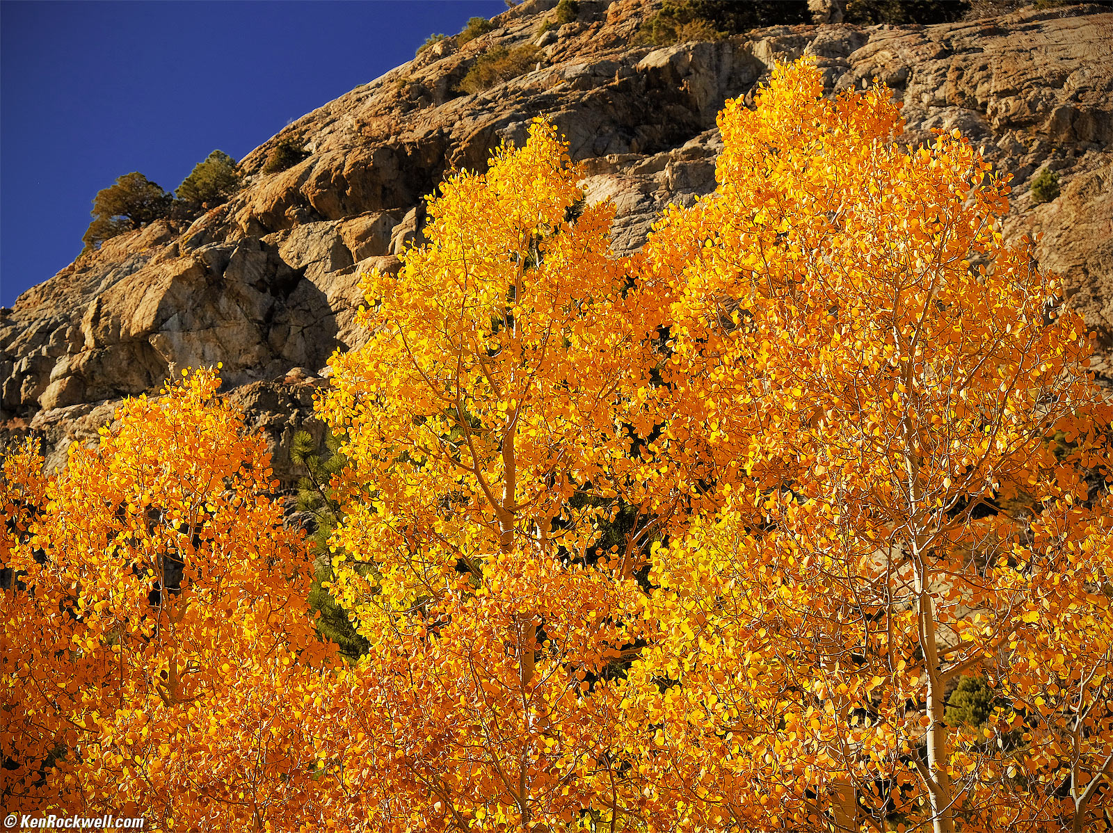 Three Glowing Aspens, June Lake Loop