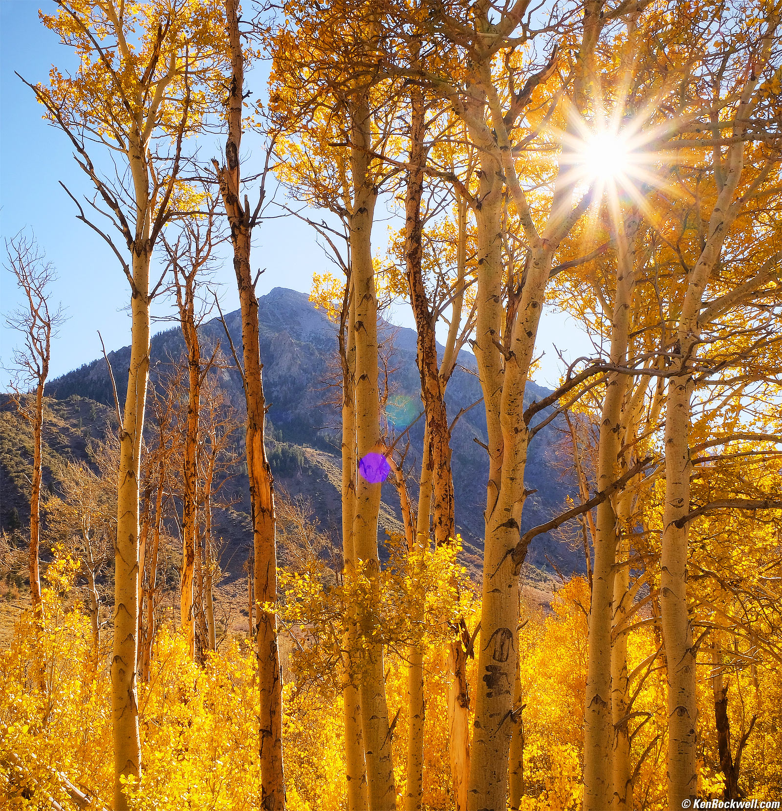 Glowing Aspens with Sunstar, June Lake Loop, California's Eastern Sierra