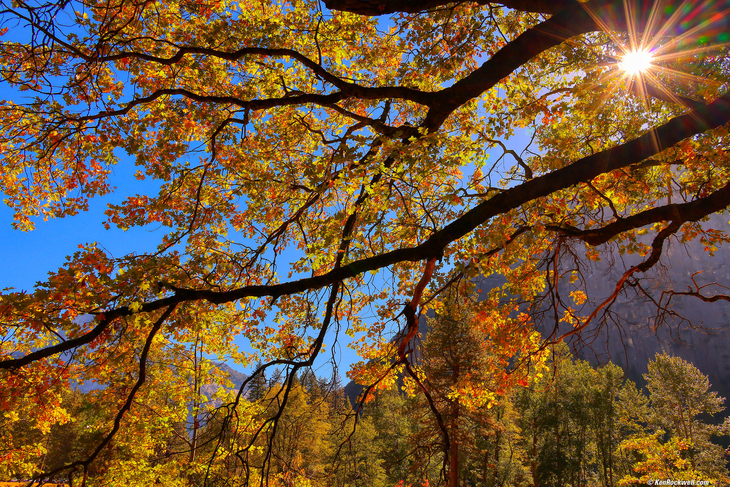 Morning in Cook's Meadow