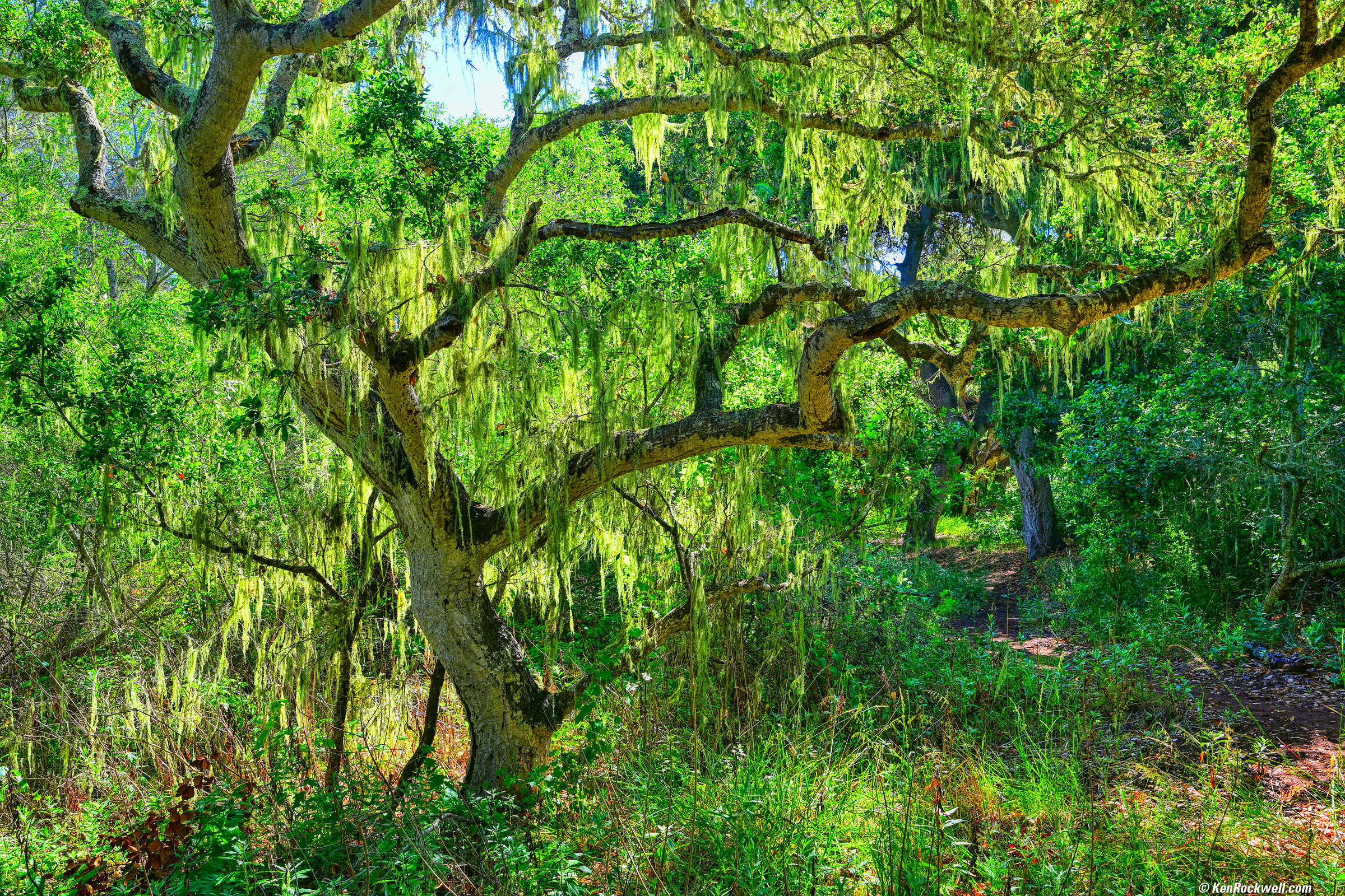 Mossy Oak, Los Osos Oak Preserve, Los Osos, California