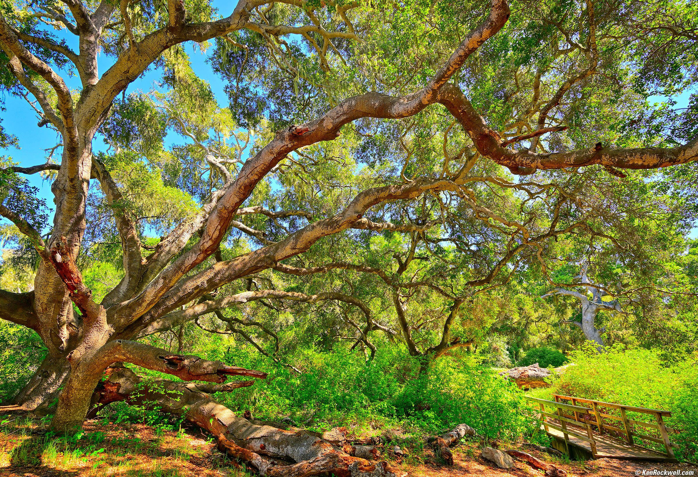 Oak Preserve, Los Osos, California