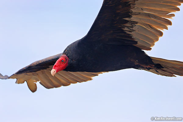 Turkey Vulture, Ragged Point, California