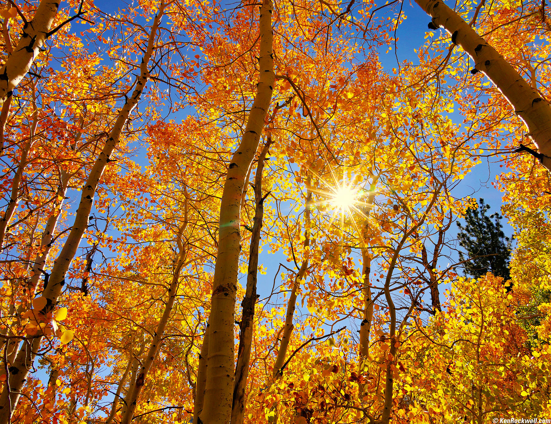 Fall Color, Silver Lake, California