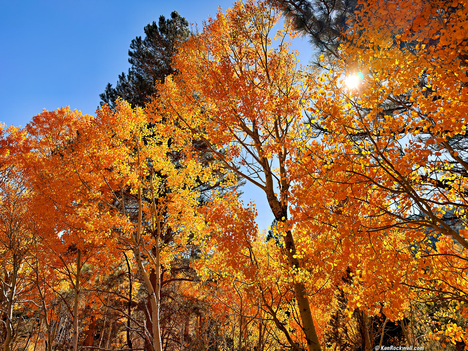 Fall Color Golden Aspens Poole Power Plant Road