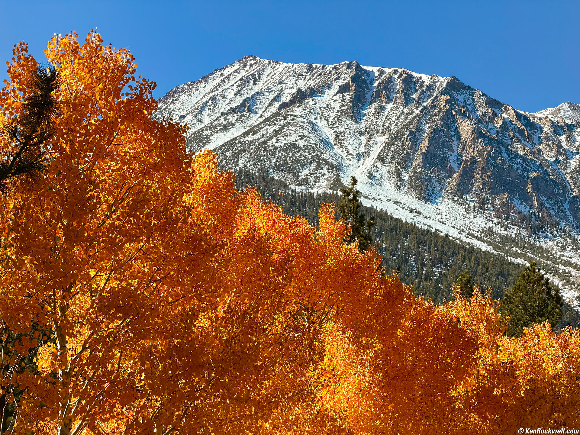 Snow Atop Mount Dana with Brilliant Aspens, Inyo National Forest, Lee Vining, California