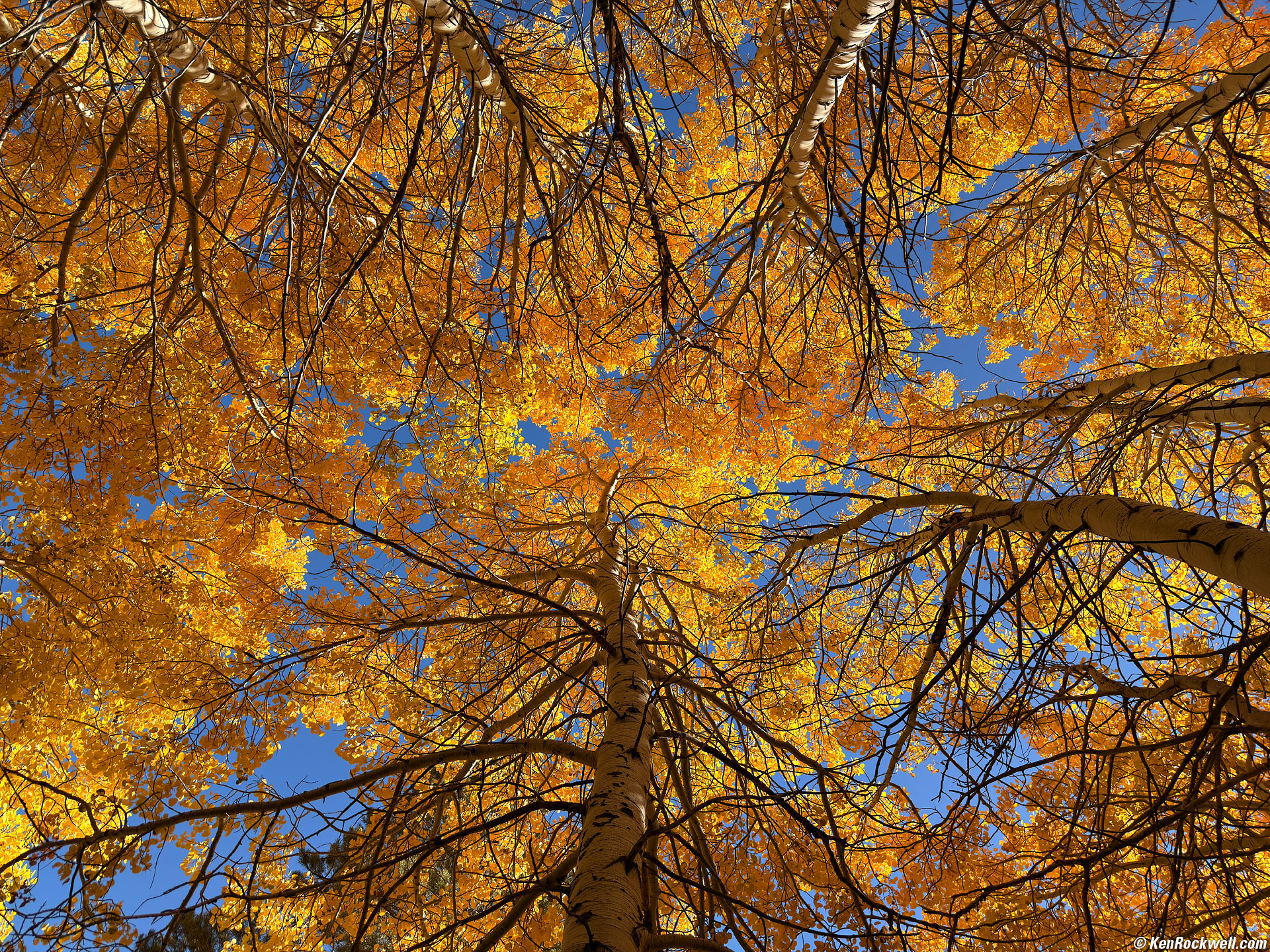 Arboreal Cathedral of Aspens, Lower Rush Creek Loop, June Lake, California