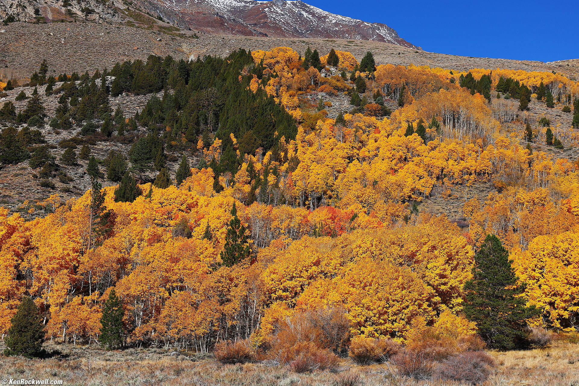 Fall Color, June Lake Loop, California