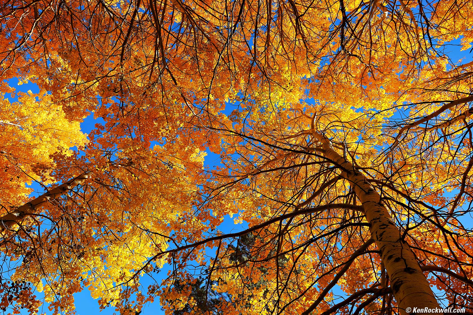 Arboreal Cathedral of Aspens, Lower Rush Creek Loop, June Lake, California