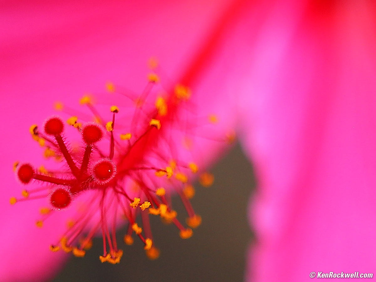 Zeiss Otus 100mm f/1.4 Sample Image File