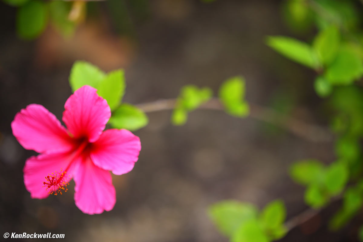 Zeiss Otus 100mm f/1.4 Sample Image File