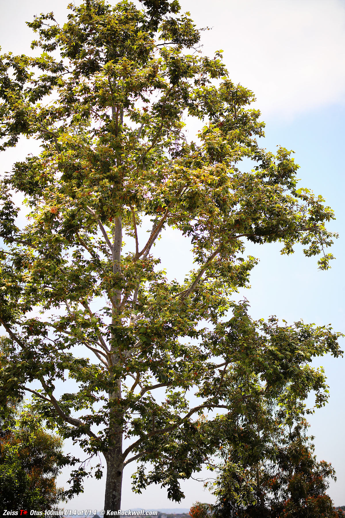 Zeiss Otus 100mm f/1.4 sharpness