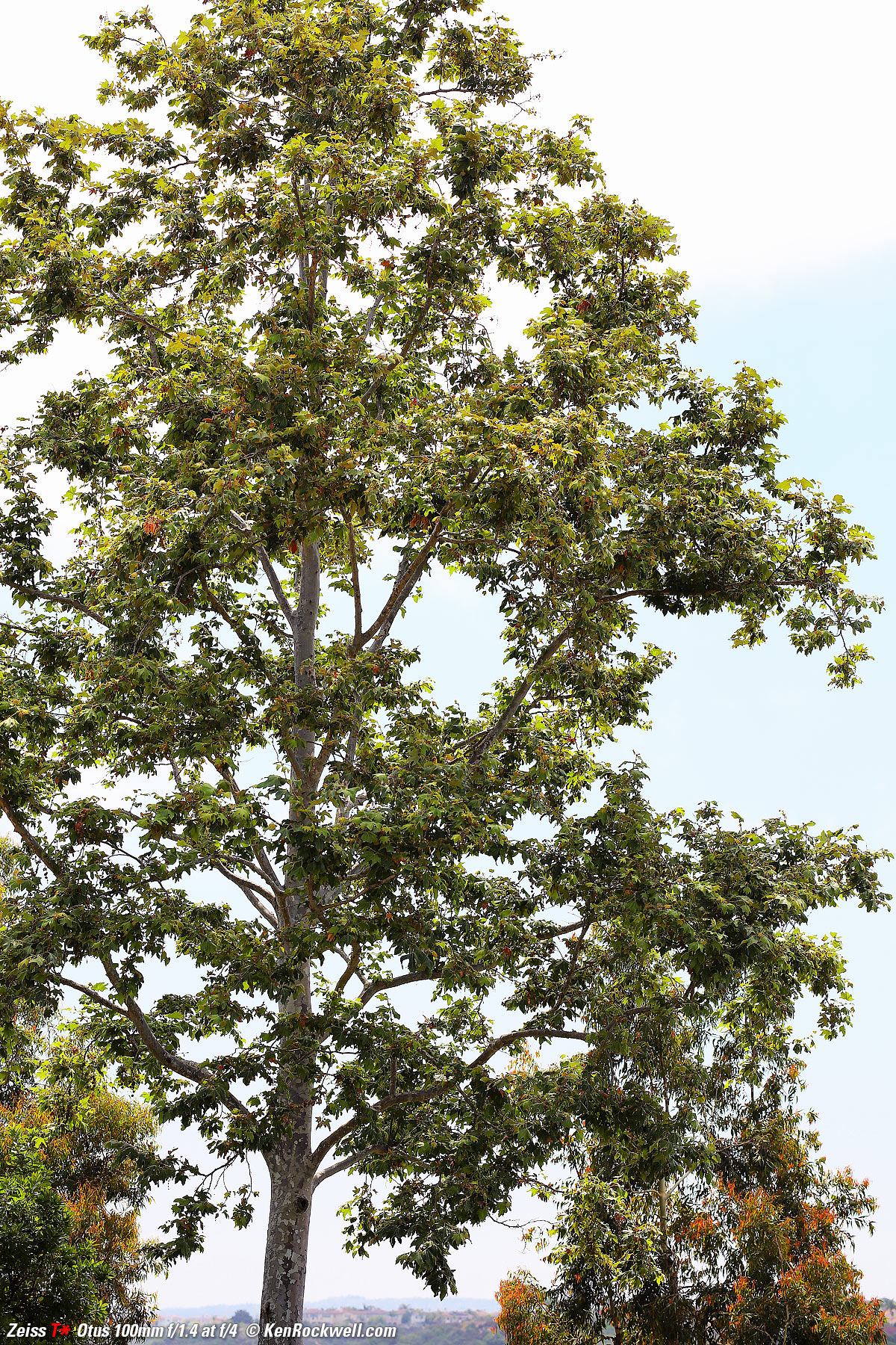 Zeiss Otus 100mm f/1.4 sharpness